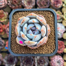 Echeveria 'Trumso' 2" Succulent Plant Cutting