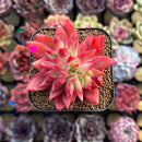Echeveria 'Flame' 2" Hwaga Original Hybrid Succulent Plant Cutting