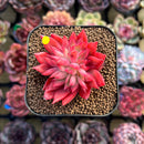 Echeveria 'Flame' 2" Hwaga Original Hybrid Succulent Plant Cutting