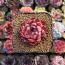 Echeveria 'Nomad' 2" Succulent Plant Cutting