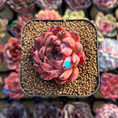 Echeveria 'Nomad' 2" Succulent Plant Cutting