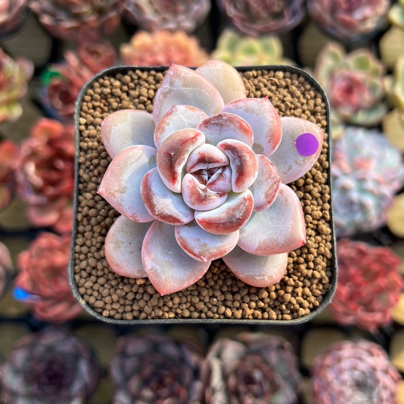 Echeveria 'Miss Jin' Type A 2