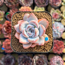 Echeveria 'Miss Jin' Type A 2" Succulent Plant Cutting