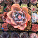 Echeveria 'German Champaign' 2" Succulent Plant Cutting
