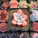Echeveria 'Ice Cream' 1" Small Succulent Plant Cutting