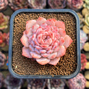 Echeveria 'Amazing Grace' 2" Changhee Hybrid Succulent Plant Cutting