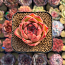 Echeveria Agavoides 'Honey Pink' 2" Succulent Plant Cutting