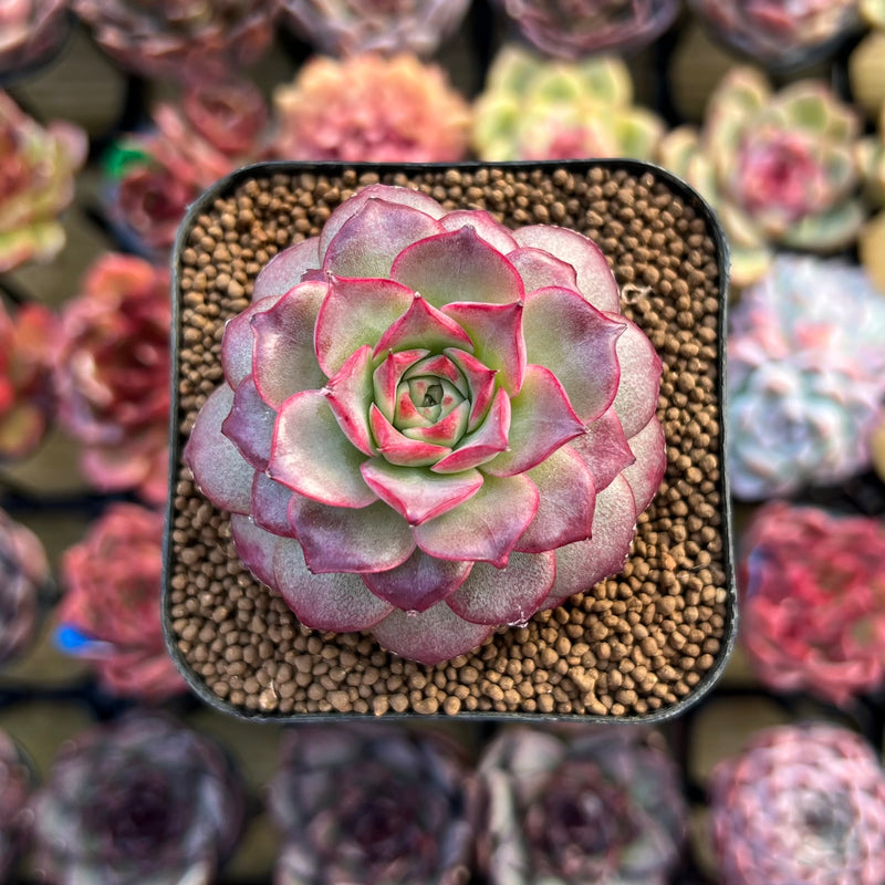 succulent jewels Echeveria 'Jewelry Rose' 2" Succulent Plant Cutting – True Succulents Plant  Co