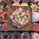 Echeveria Agavoides 'Aini' 1" Succulent Plant Cutting
