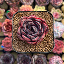 Echeveria 'Spicy Rose' 2" Succulent Plant Cutting