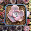 Graptoveria 'White Americano' 2" Succulent Plant Cutting