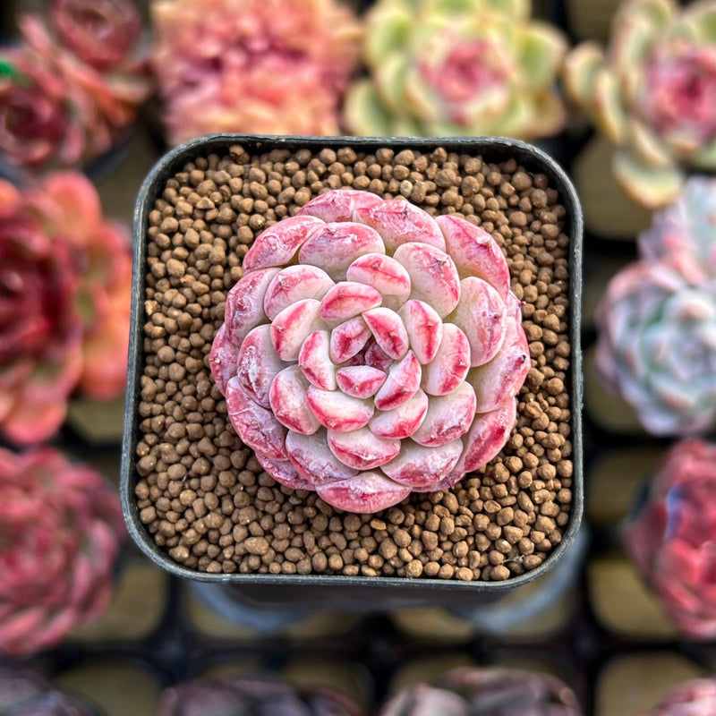 changhee succulent Echeveria 'Meteor' 1" New Changhee Hybrid Succulent Plant Cutting