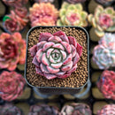 Echeveria 'Red Sun' 2" Changhee Hybrid Succulent Plant Cutting