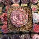 Echeveria 'Max Purple' 2" Succulent Plant Cutting