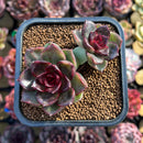 Echeveria 'Black Queen' 2" Succulent Plant Cutting
