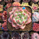 Echeveria 'Monroe Chanel' 2" Succulent Plant Cutting