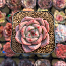 Echeveria 'Monroe Chanel' 2" Succulent Plant Cutting