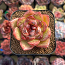 Echeveria sp. 2" Succulent Plant Cutting