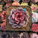 Echeveria 'Gracelyn' 2" New Hybrid Succulent Plant Cutting