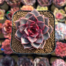 Echeveria 'Gracelyn' 2" New Hybrid Succulent Plant Cutting
