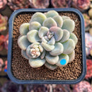 Graptoveria 'Bubble Bomb' 2" Succulent Plant Cutting