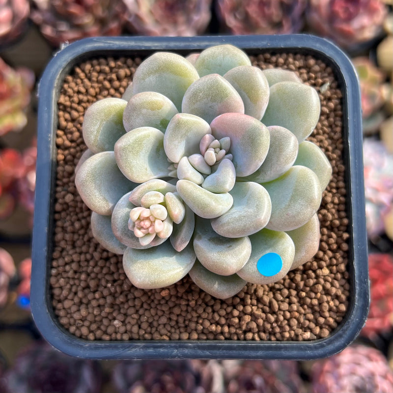 bubble plant succulent Graptoveria 'Bubble Bomb' 2" Succulent Plant Cutting