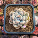 Graptoveria 'Bubble Bomb' 2" Succulent Plant Cutting