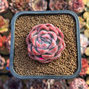 Echeveria 'Bitacheli' 2" New Hybrid Succulent Plant Cutting