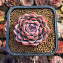 Echeveria 'Bitacheli' 2" New Hybrid Succulent Plant Cutting