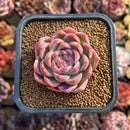 Echeveria 'Bitacheli' 2" New Hybrid Succulent Plant Cutting