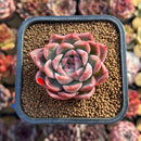 Echeveria 'Bitacheli' 2" New Hybrid Succulent Plant Cutting