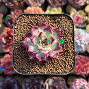Echeveria 'Sarahime' 1" Succulent Plant Cutting