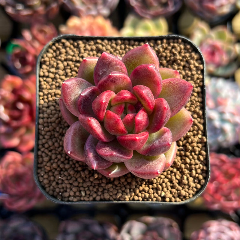 reddish-purple succulent Echeveria 'Solid Purple' 2