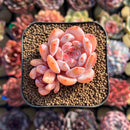 Echeveria 'Japanese Castle' 2" Succulent Plant Cutting