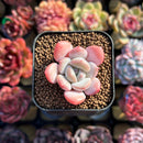 Echeveria 'Ice Cream' 1" Small Succulent Plant Cutting
