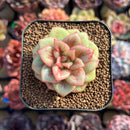 Echeveria 'Wrinkle Maria' 2" Succulent Plant Cutting