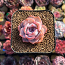 Echeveria sp. 1" Succulent Plant Cutting
