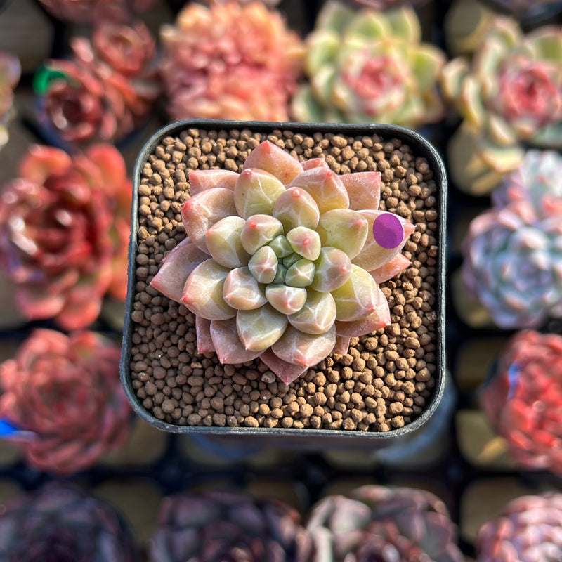 unicorn succulent Pachyphytum 'Unicorn' 1" Small Changhee Hybrid Succulent Plant