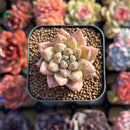 Pachyphytum 'Unicorn' 1" Small Changhee Hybrid Succulent Plant