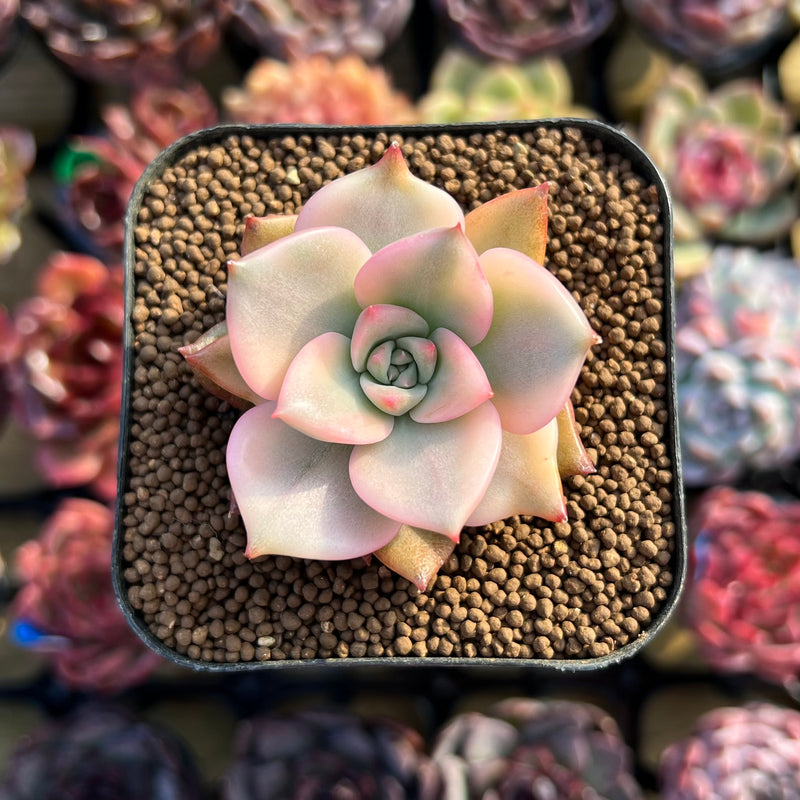 chimera plant Echeveria 'Chimera' Variegated 1