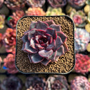 Echeveria 'Gracelyn' 2" New Hybrid Succulent Plant Cutting