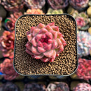 Echeveria 'Cream Smoothie' 2" Succulent Plant Cutting