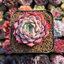 Echeveria 'Red Sun' 2" Changhee Hybrid Succulent Plant Cutting