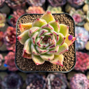 Echeveria Agavoides 'Sarabony' Hybrid 2" Succulent Plant Cutting