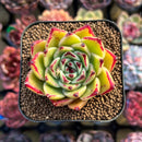 Echeveria Agavoides 'Sarabony' Hybrid 2" Succulent Plant Cutting