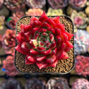 Echeveria Agavoides 'Fillite' 2" Succulent Plant Cutting