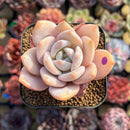Echeveria 'Florence' 2" Succulent Plant Cutting