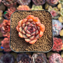 Echeveria 'Damask' 1" Succulent Plant Cutting