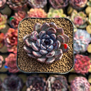 Echeveria 'Black Zaragoza' 1" Succulent Plant Cutting