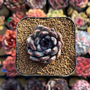 Echeveria 'Black Zaragoza' 1" Succulent Plant Cutting